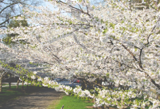 votes for Suga (MINI-STORY) thumbnail