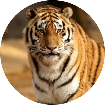 김태형 / 호랑이 image