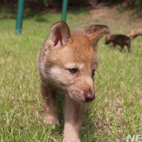 늑대_(윤정한) image