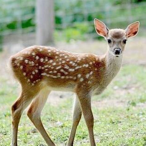 꽃사슴_(홍지수) image