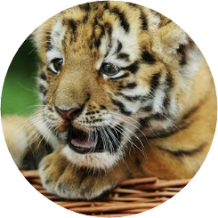 김태형 (호랑이) image