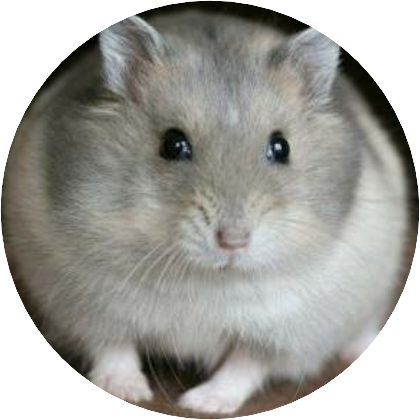 햄찌(권순영) image