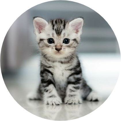 냥냥이(이지훈) image