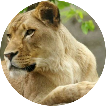 김여주(암사자) image