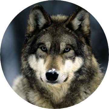 박수영(늑대) image