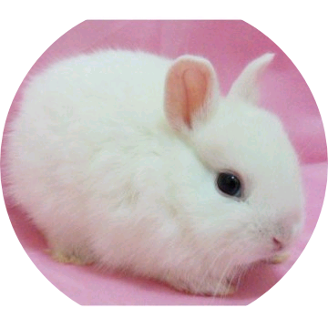 배주현(토끼) image