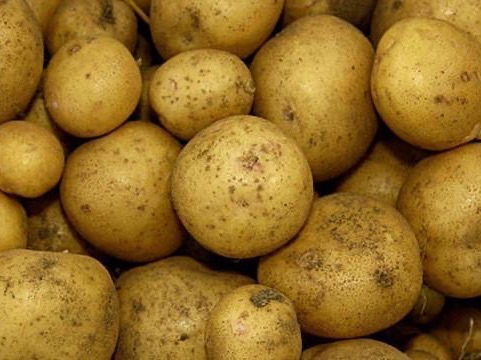 감자의 실험실 [시즌2] thumbnail