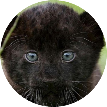 검은 고양이 image