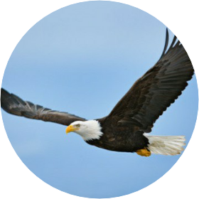 독수리 image