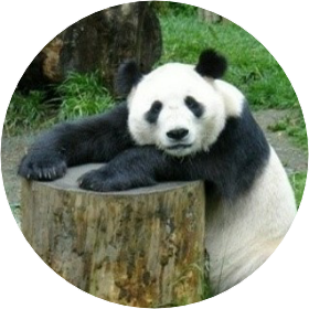 판다 image