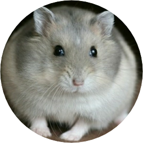 햄스터 image