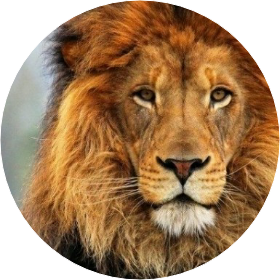 사자 image