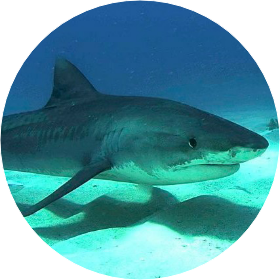 상어 image