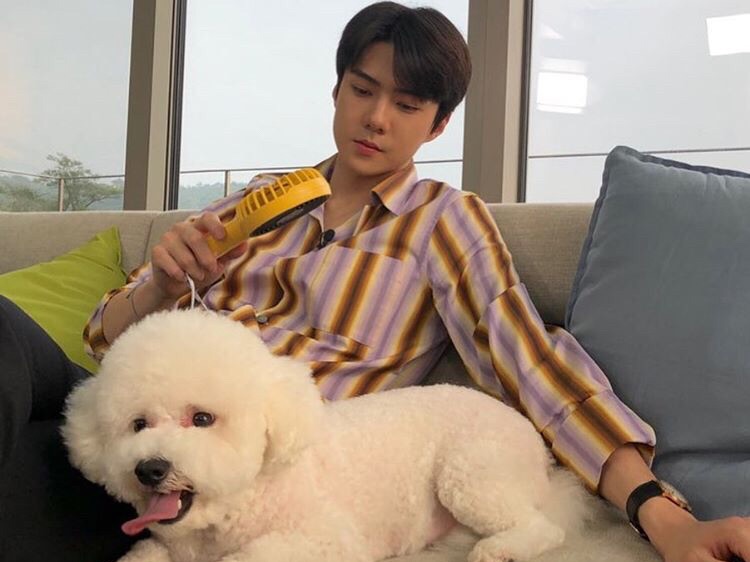 최애의 반려견으로 환생했다. thumbnail