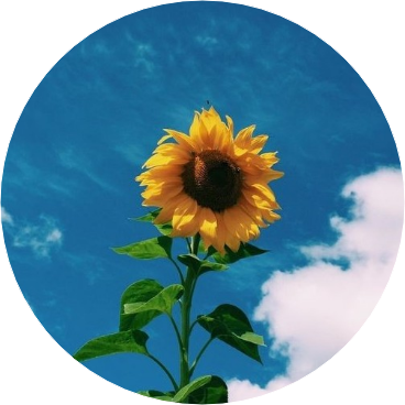 해바라기 image