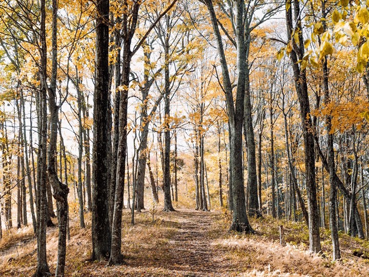 나무 위의 소동 thumbnail