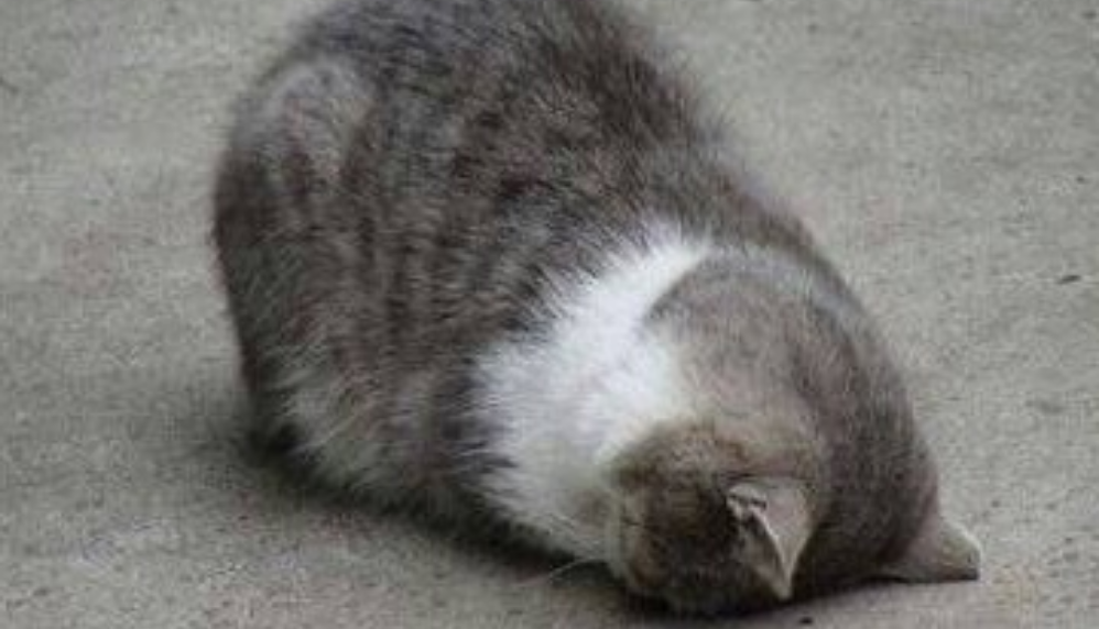 진에게 투표하세요, 늙은 소라들아. thumbnail