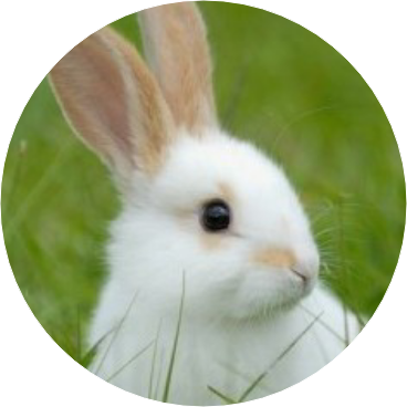 🐰토끼(정국) image