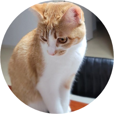 🐱고양이(여주 image