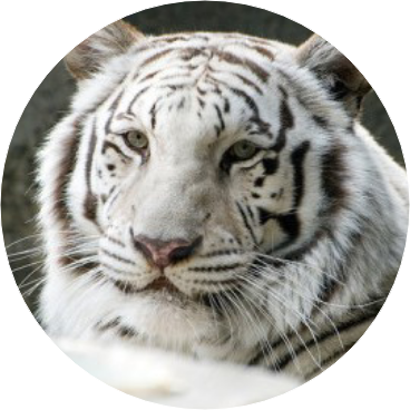 백호(전정국 image