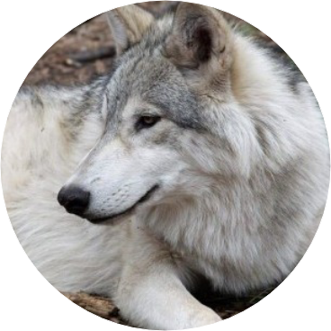 늑대(반인반수 image