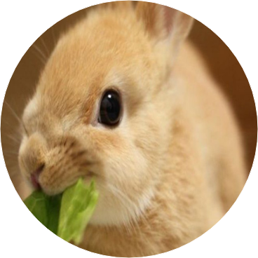 토끼(반인반수 image