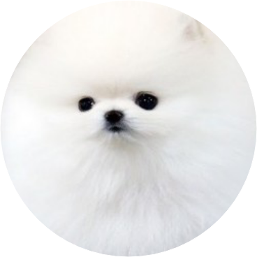 🐶포메라니안(지민 image