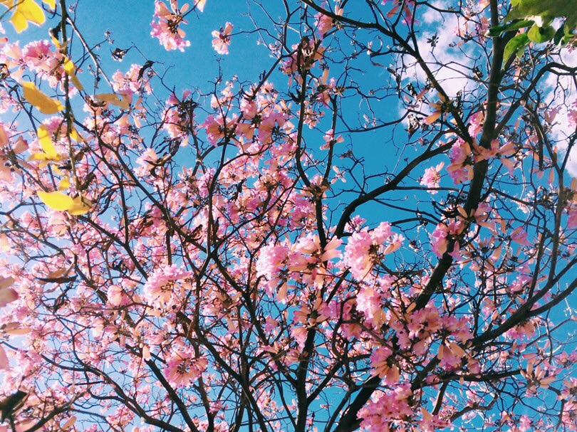 Esa primavera thumbnail