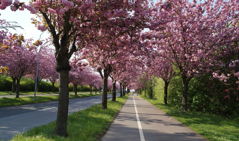 Cherry blossom thumbnail