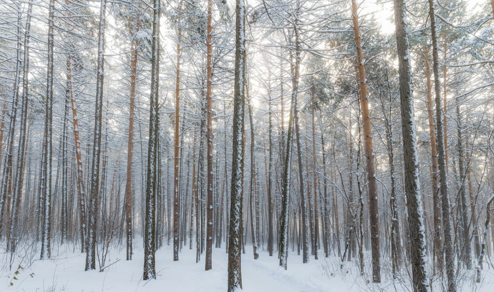 梦中相会 thumbnail