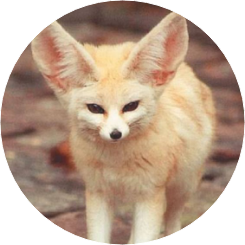 사막여우(최연준) image