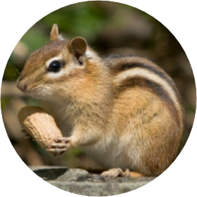 휴닝카이(다람쥐모습 image