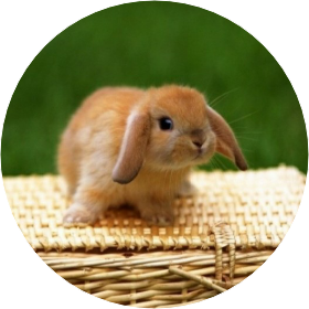 최수빈(토끼모습 image