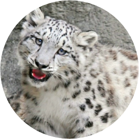 이지은/백호모습 image