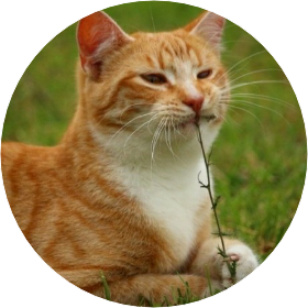 최연준(고양이모습) image