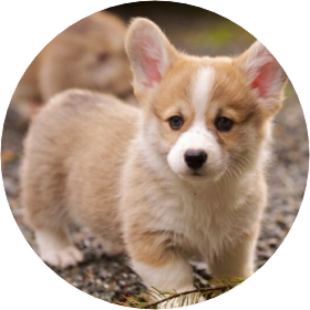 최범규(강아지모습) image