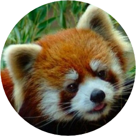 강태현(래서판다모습 image