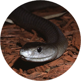 블랙이/블랙맘바 image