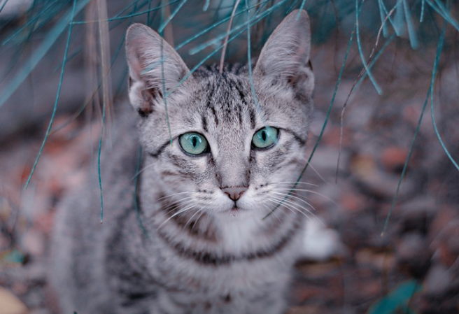 Angel Or Devil thumbnail