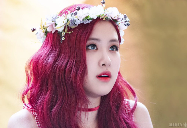 로즈칩멍크 thumbnail