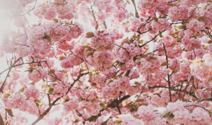 Dunia Perempuan thumbnail