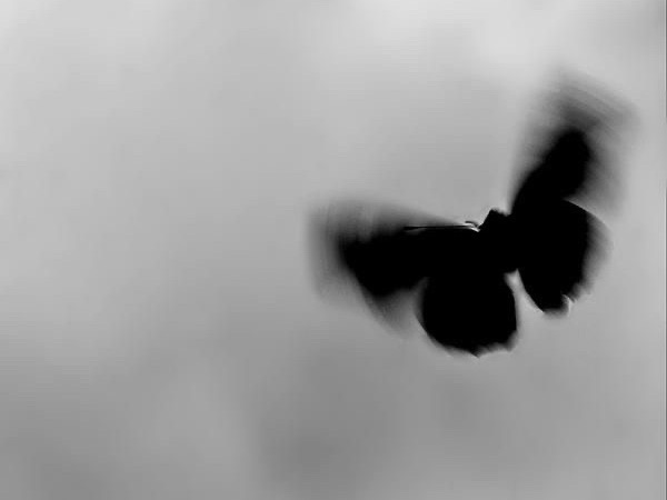 미리별 크미 [라벤더반] thumbnail