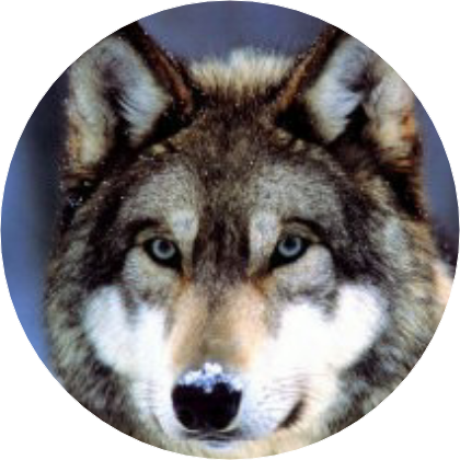 김태형(늑대) image