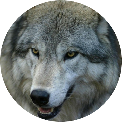 이 준(늑대) image