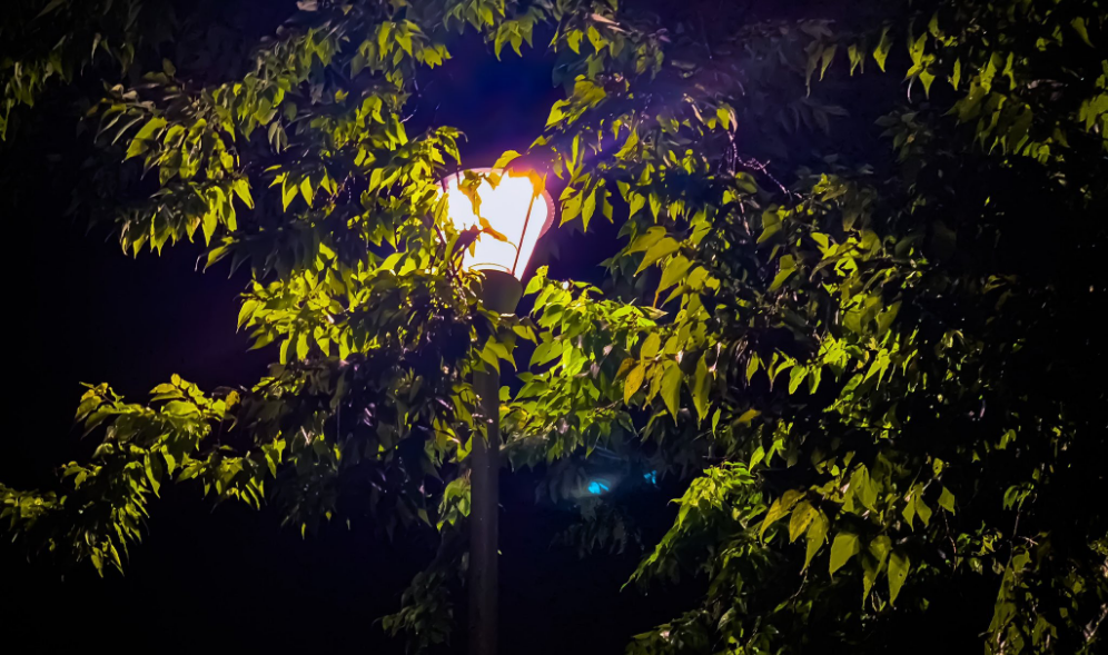 Tempat berkumpulnya kupu-kupu thumbnail