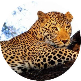 김남준 (표범) image