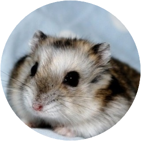 김석진 (햄스터) image