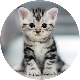 민윤기 (고양이) image