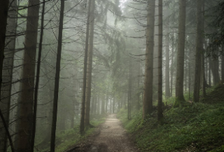 드리핀 스탠을 위해 thumbnail