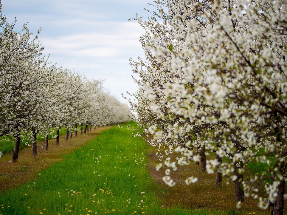 마지막 황후 thumbnail